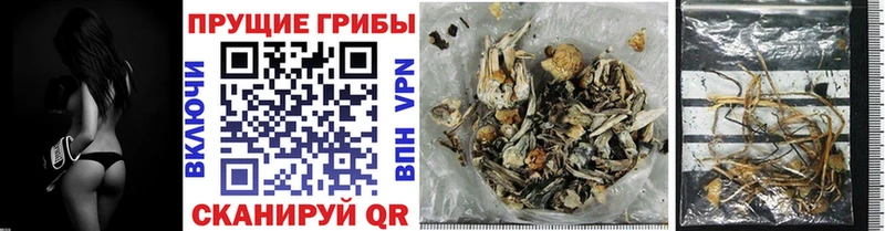mega зеркало  цена наркотик  Белореченск  Галлюциногенные грибы Cubensis 